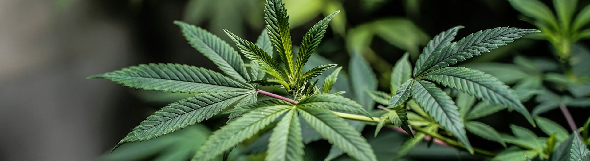 Online Weed and Cannabis Shop in EU