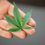 Welcome to the most trusted cannabis dispensary in Catania, Sicily img-1178.jpg