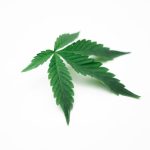 Looking to explore the Bologna cannabis market? img-1184.jpg