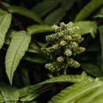 THC Vape Cartridges Delivery in Milan – Fast & Legal img-1293.jpg