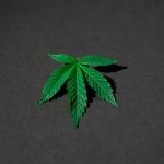 High Quality THC Rich Weed in Lodz img-1424.jpg