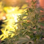 Ultimate Guide to THC Vape Delivery in Venezia img-1509.jpg