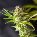 High quality THC vapes in Ireland img-1523.jpg