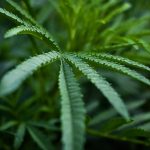 Buy THC Marijuana Online in Ireland img-1624.jpg