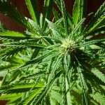 Lisbon Cannabis Delivery: Online Shop, Legal Landscape, and Ordering Process img-1767.jpg