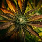 Cannabis Delivery Services in Ireland img-1964.jpg