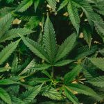Welcome to the premier Jurmala cannabis dispensary img-1970.jpg