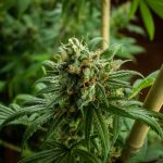 Looking for cannabis delivery Dublin that’s fast, reliable, and compliant with Irish law? img-1998.jpg