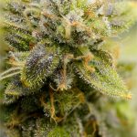 Helsinki Cannabis Shop: Your Guide to Legal Cannabis in Finland img-2006.jpg