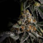 Buy Marijuana in Utrecht: Your Guide to the Best Utrecht Weed Shop img-2031.jpg