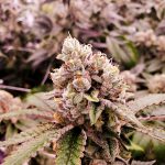 Cardiff THC Vape Shop: Premium Products at Affordable Prices img-2054.jpg