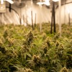 The Ultimate 420 Shop in the Netherlands img-2087.jpg