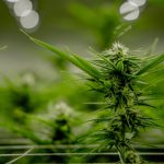 Premier Cannabis Shop in Montpellier img-2139.jpg