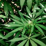 Utrecht Cannabis: Your Ultimate Guide to Buying Marijuana Online img-2151.jpg