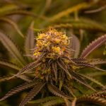 Looking to purchase cannabis Bulgaria or explore the thriving Bulgarian cannabis market? img-2162.jpg
