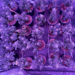 Welcome to the premier cannabis shop Jurmala img-2185.jpg