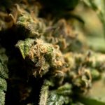 Welcome to the premier 420 shop in San Marino img-2203.jpg