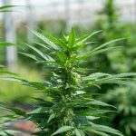 Zagreb Cannabis Shop: Your Guide to Buying Weed in Croatia img-2215.jpg