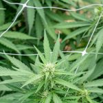 Lithuanian cannabis market from Klaipeda img-2222.jpg
