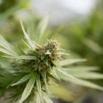 Buying Weed in Europe: A Comprehensive Guide img-2267.jpg