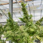 Looking to Buy THC Vape in Romania img-2271.jpg