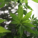 Bari Cannabis Store img-2298.jpg