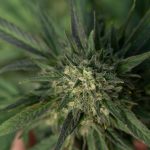 Rome Hashish Guide img-2338.jpg
