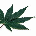 Welcome to the heart of Lithuania’s cannabis scene – a Kaunas cannabis dispensary img-2376.jpg