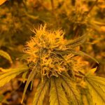 Tallinn Cannabis Delivery Fast Affordable and Legal img-238.jpg