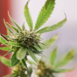 Jurmala cannabis delivery img-2411.jpg