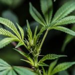 Bratislava Cannabis Guide img-2431.jpg