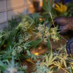 Welcome to the premier 420 shop in Bielefeld img-2436.jpg