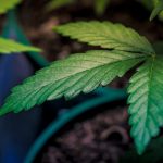 Buying Marijuana in Madeira: A Comprehensive Guide img-2474.jpg