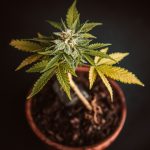 Naples Cannabis Shop img-2495.jpg