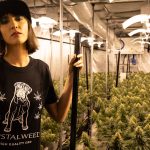 Prague Cannabis Shop – Your Guide to Legal Weed in Prague img-2513.jpg