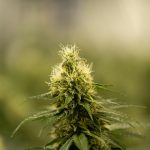 Zermatt Cannabis Shop img-2516.jpg