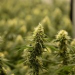 Lodz Weed: The Ultimate Guide to Buying Cannabis in Lodz img-2539.jpg