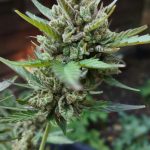 Ultimate Guide to Purchasing THC Vapes in Oxford img-2614.jpg