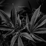 THC Weed in Cyprus: Legal Landscape and How to Purchase img-2638.jpg