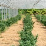 Looking to purchase high‑quality cannabis, marijuana, or weed in Finland? Our online shop offers a wide selection of bud, pot, and THC‑rich products that comply with Finnish law and regulations img-2644.jpg