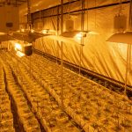Welcome to the premier destination for cannabis, marijuana, hemp, and THC products in Florence, Italy img-2704.jpg