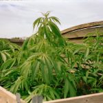 Wuppertal Cannabis Shop: Your Ultimate Guide to Buying Weed Online img-2944.jpg
