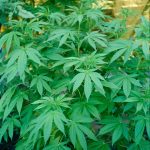 Looking for a reliable, discreet, and affordable way to get high‑quality THC vape products in Mannheim? img-3081.jpg