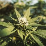 Prague Cannabis Dispensary img-3087.jpg