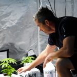 Bari Marijuana Shop – Premium Cannabis Products and Delivery img-3118.jpg