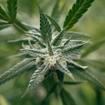Cannabis Delivery Romania 2024: Legal, Fast, and Affordable img-3251.jpg