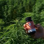 Buy Weed Sintra – Best Cannabis Shop, Delivery & Strains img-3317.jpg