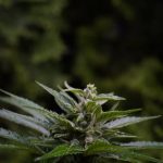 Buy THC Cannabis in Cambridge: Your Guide to Legal Cannabis Shopping img-436.jpg