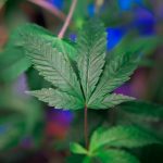 Polish Cannabis Laws and the Lublin Weed Market img-549.jpg