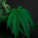 Malmö Cannabis Shop img-595.jpg